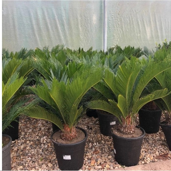 Cycas Revoluta