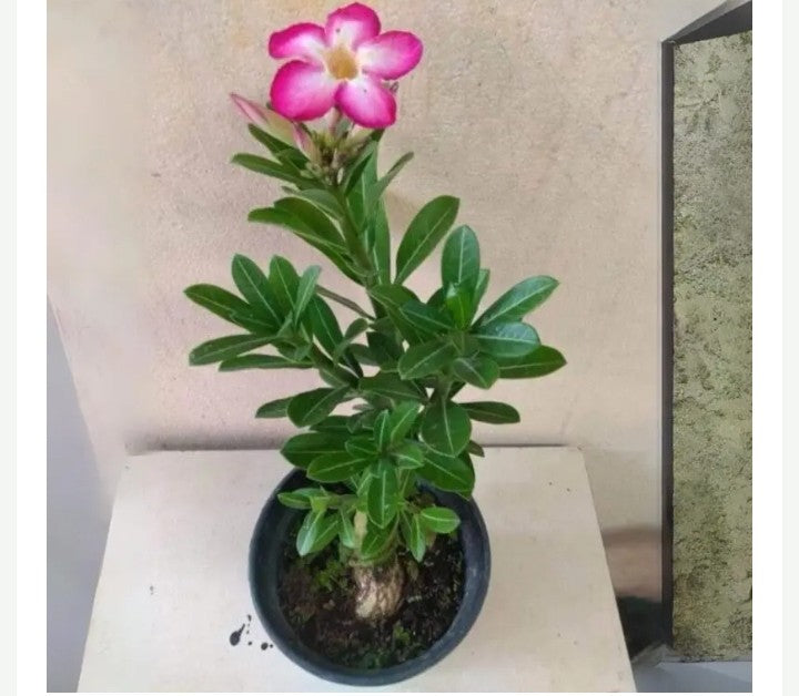 Adenium Plant