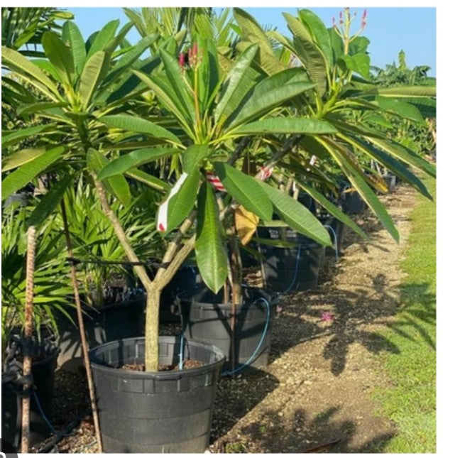 Plumeria rubra