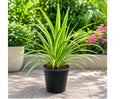 Pandanus Variegata