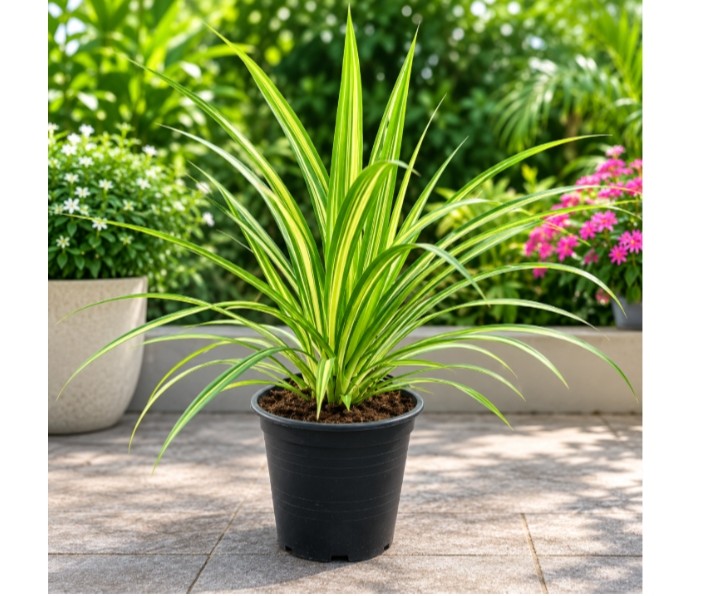 Pandanus Variegata