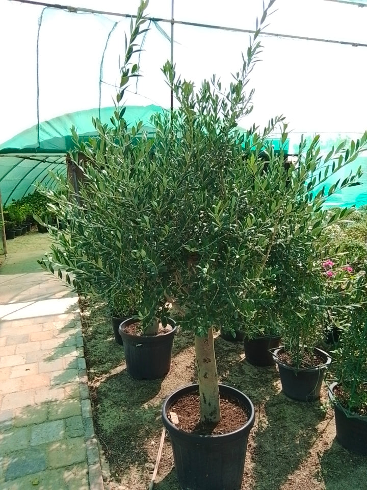 olive tree
