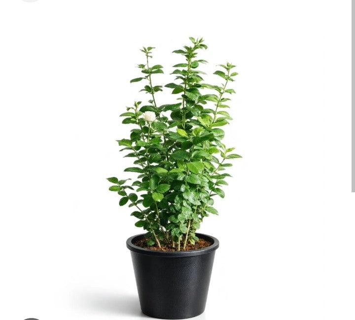 Mogra Jasmine