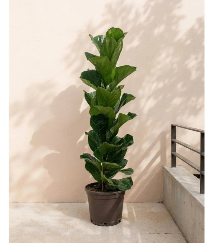 Ficus lyrata