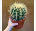 Echinocactus Grusonii