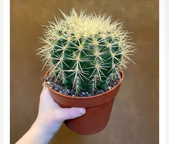 Echinocactus Grusonii