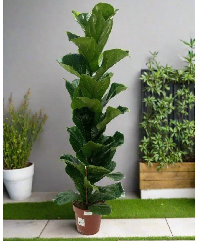 Ficus lyrata