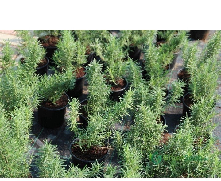 Rosemary