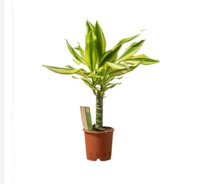 Dracaena fragrans yellow