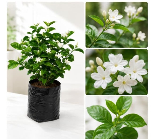 Mogra Jasmine