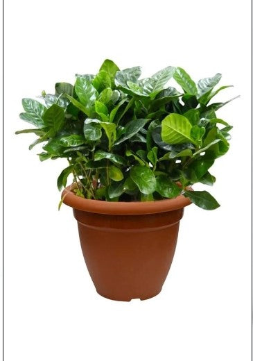 Gardenia jasminoides