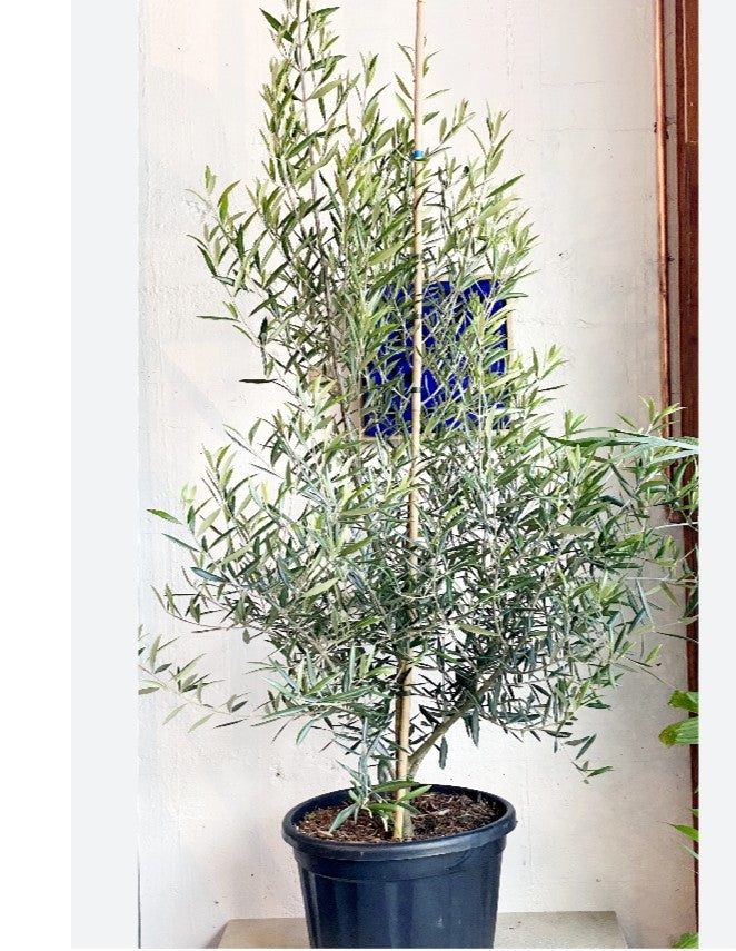 Olive Tree - Olea Europaea Bushy