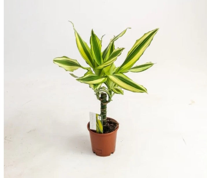 Dracaena fragrans yellow