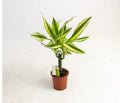 Dracaena fragrans yellow