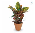 Croton Petra
