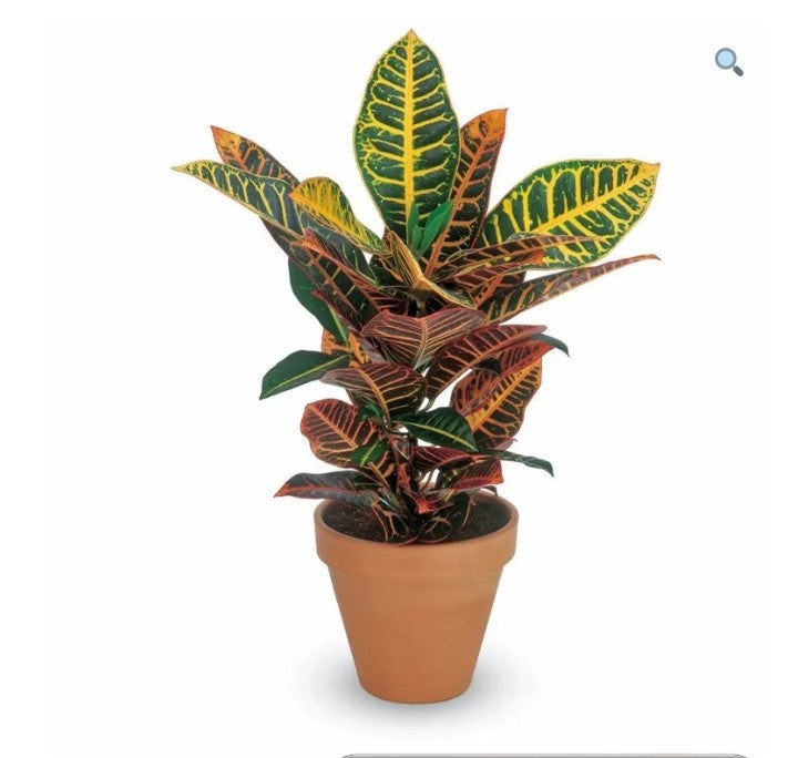 Croton Petra