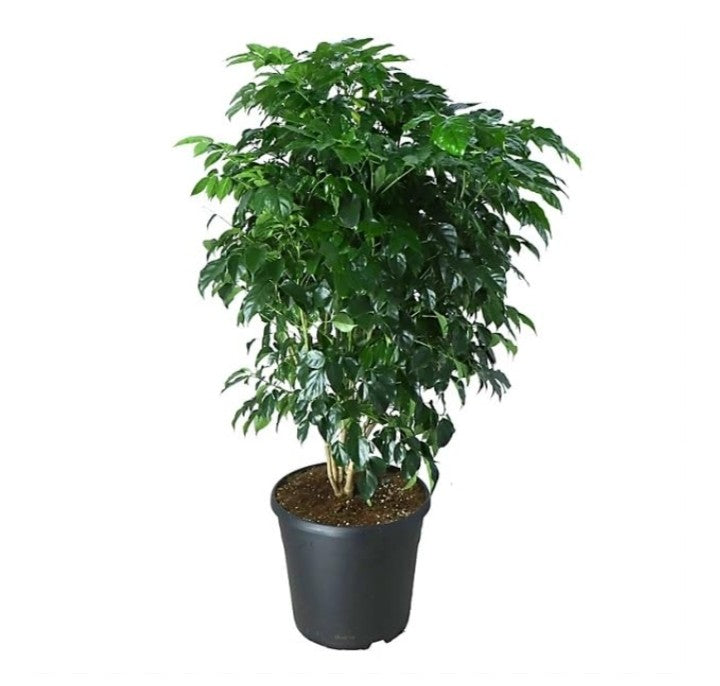 CHINA DOLL PLANT  (Big size)