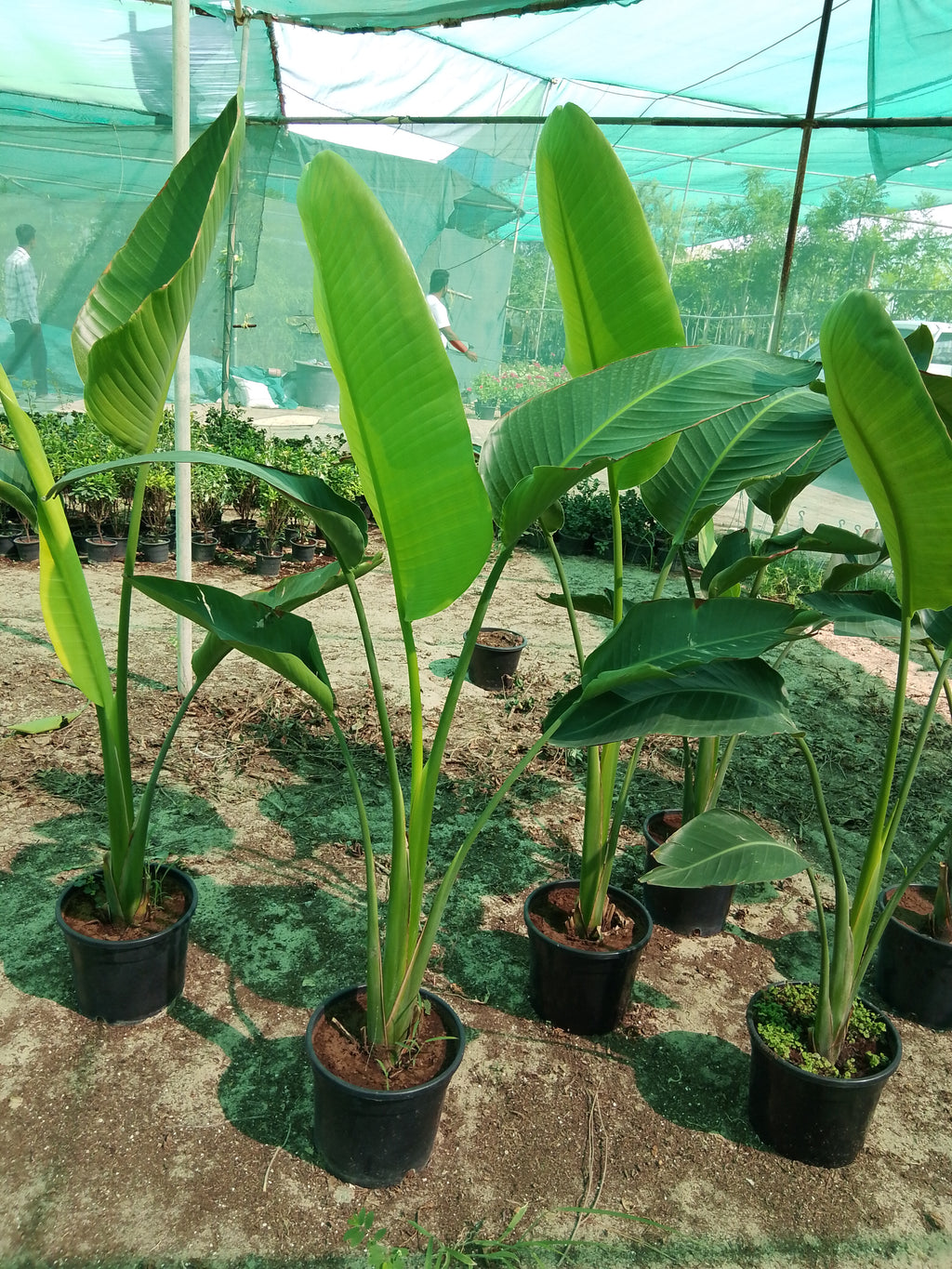 Strelitzia Nicolai