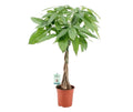 Money Tree