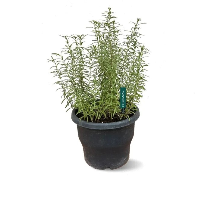 Rosemary