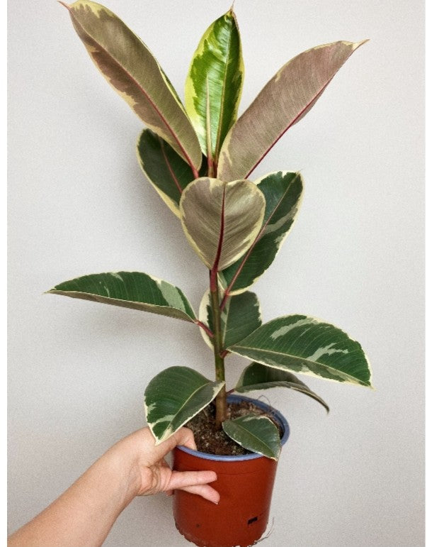 Rubber plant