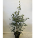 Olive Tree - Olea Europaea Bushy