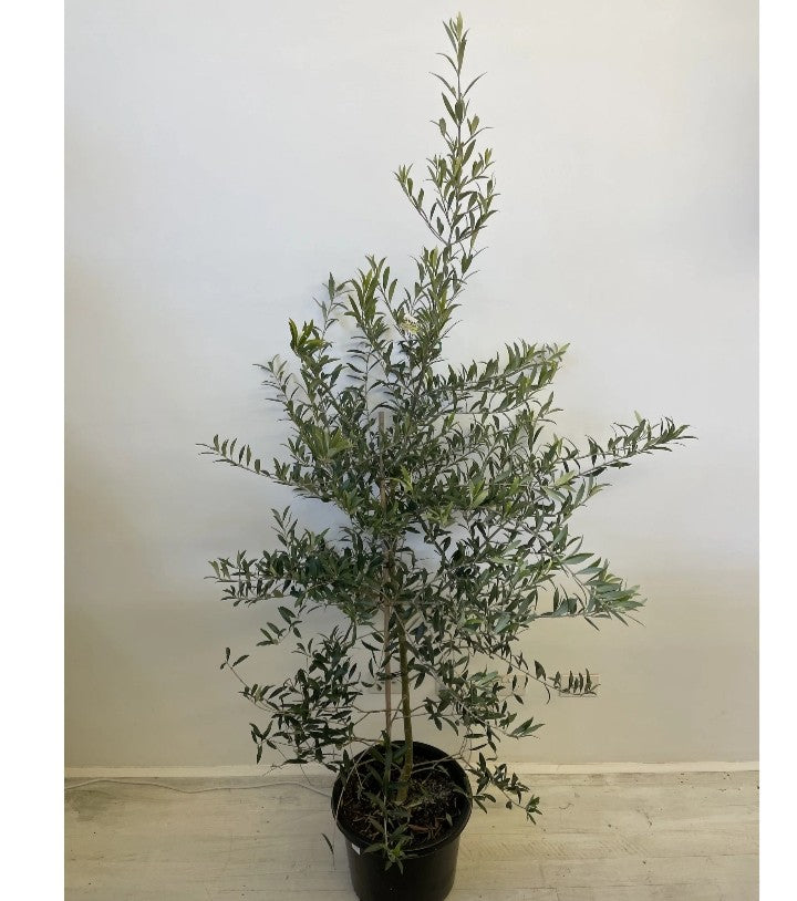 Olive Tree - Olea Europaea Bushy