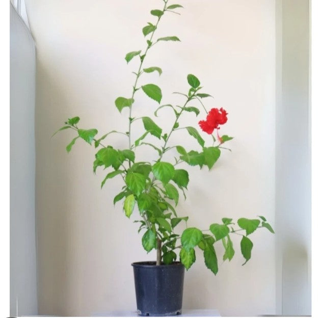 Hibiscus Red