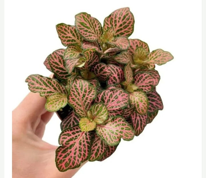 Fittonia - Nerve Plant - Mosaic Plant