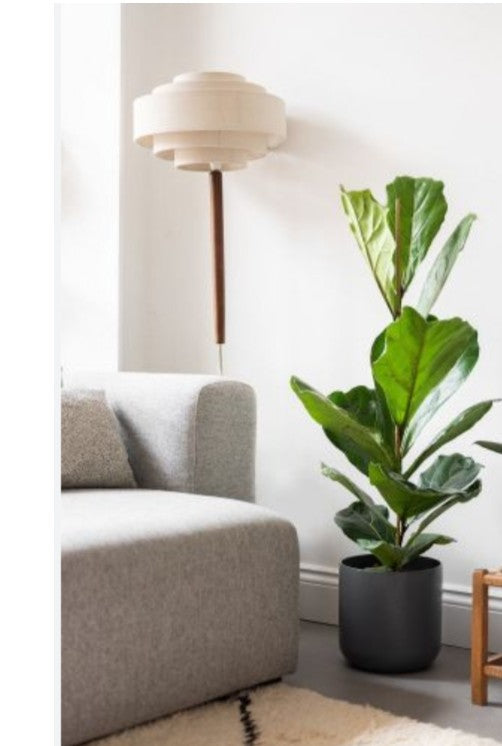 Ficus lyrata