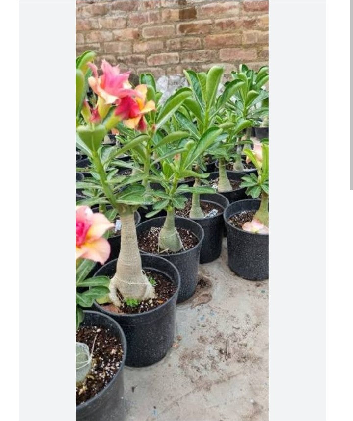 Adenium Plant