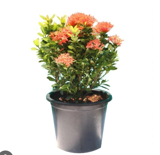 Ixora Coccinea