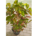 Acalypha