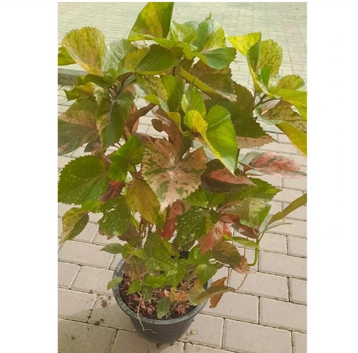 Acalypha