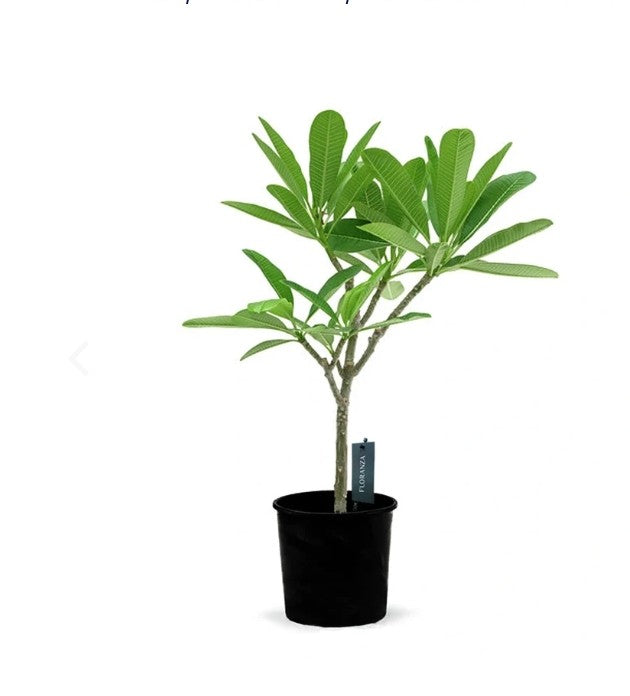 Plumeria rubra