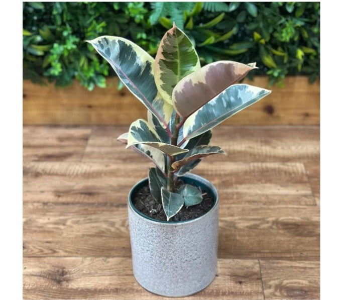 Rubber plant