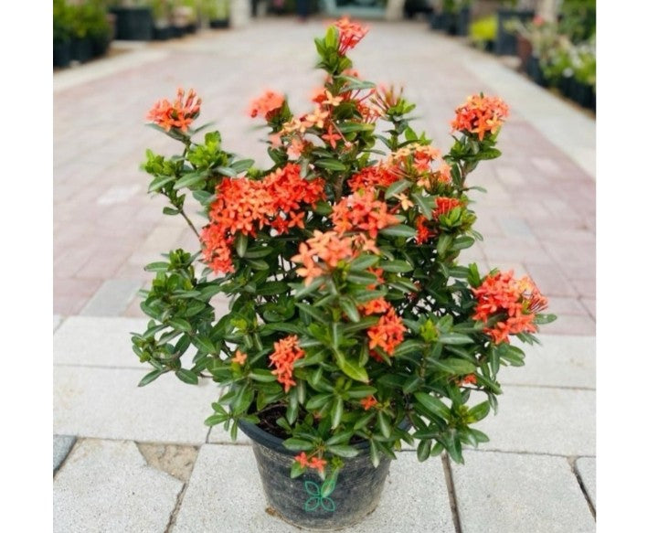 Ixora Coccinea