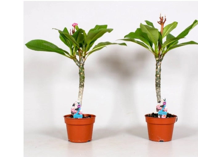 Plumeria rubra