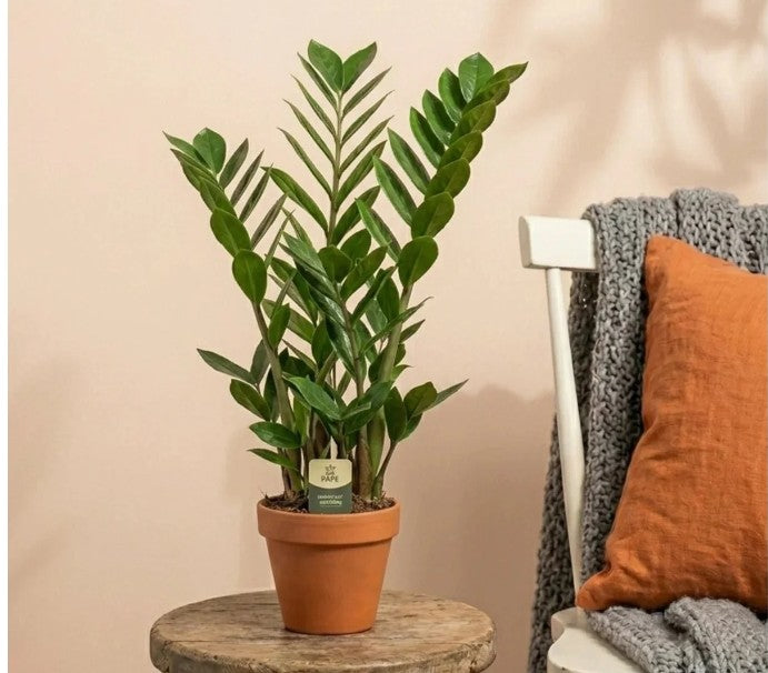 Zamioculcas zamiifolia