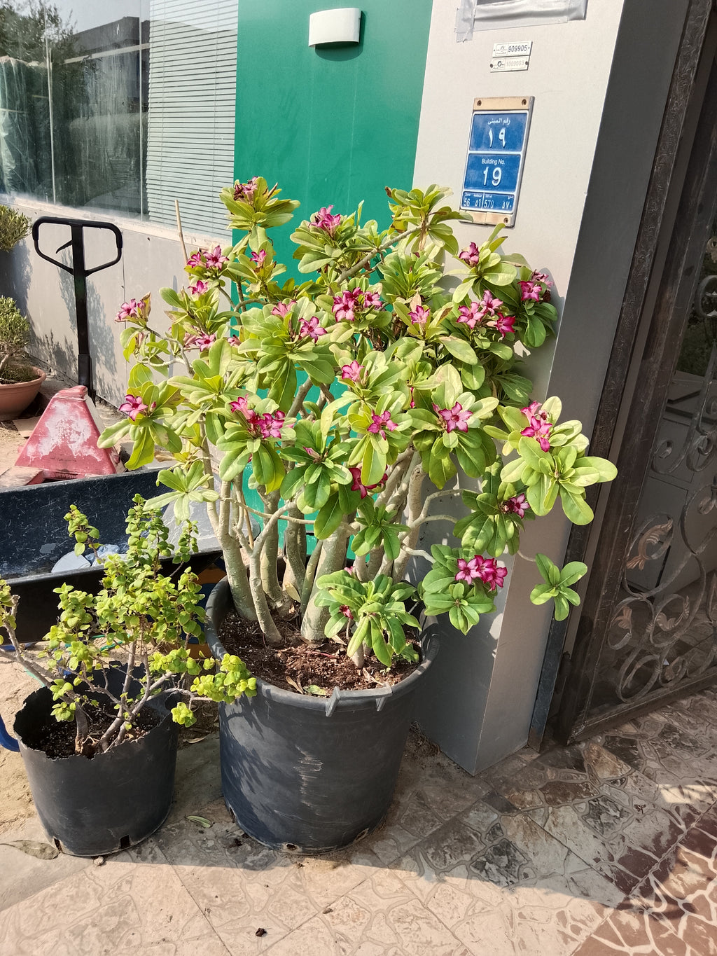 Adenium obesum Desert Rose Big size