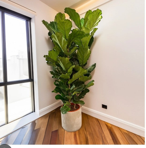 Ficus lyrata (big)1 with pot