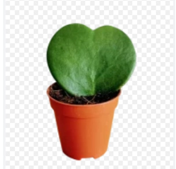 Hoya kerrii Hoya
