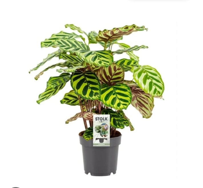 Peacock Plant
