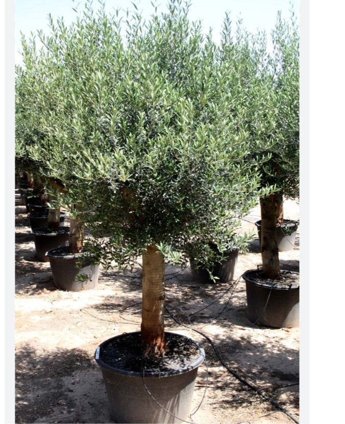 olive tree