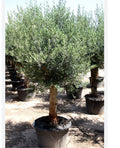 olive tree