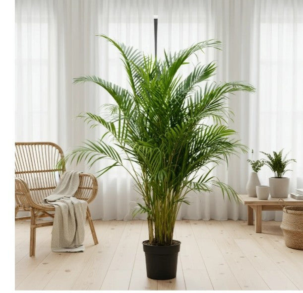Areca Palm